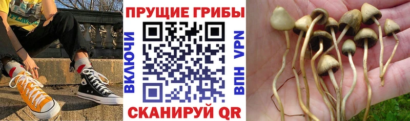 Псилоцибиновые грибы Cubensis наркотики Северск